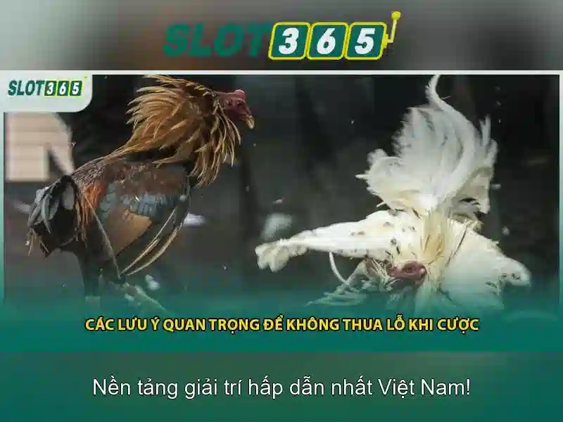 Slot365: Nền tảng cá cược trực tuyến hàng đầu