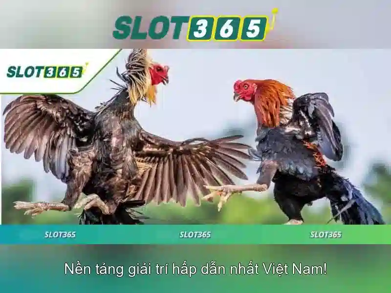 Giao diện và tối ưu hóa di động